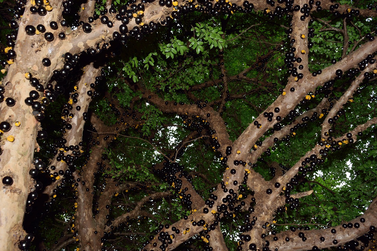 JABUTICABA