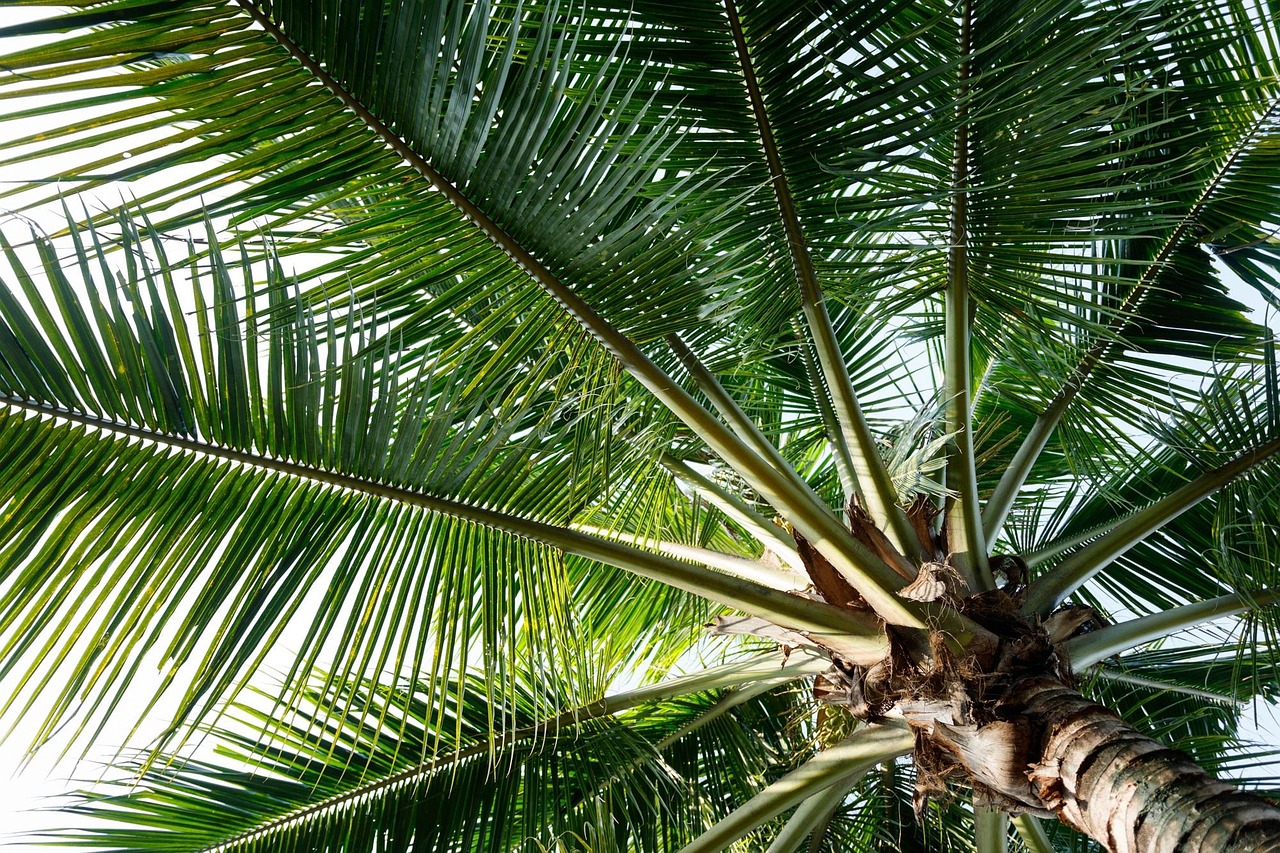 COCO VERDE UN