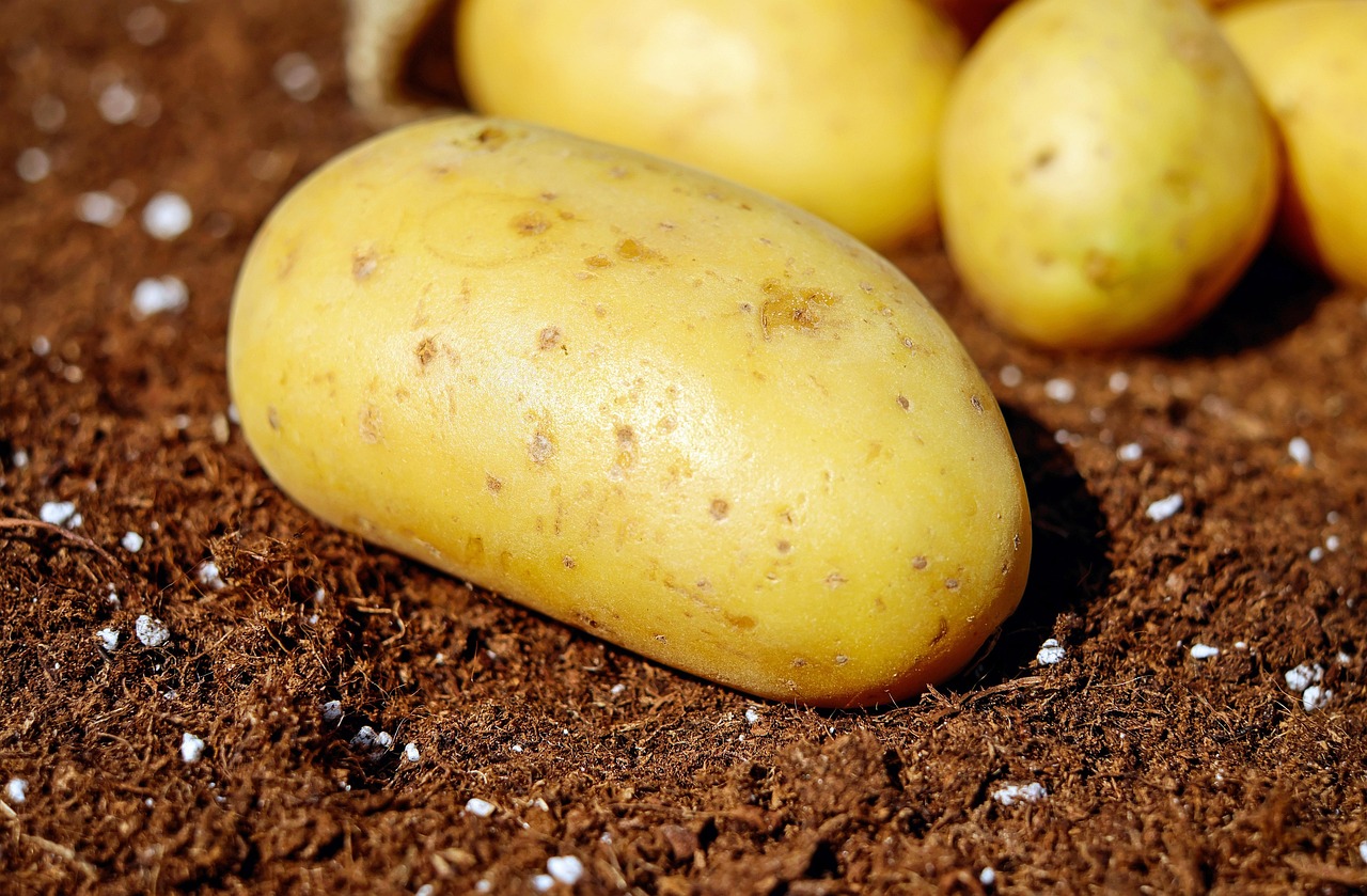 BATATA DOCE A VACUO