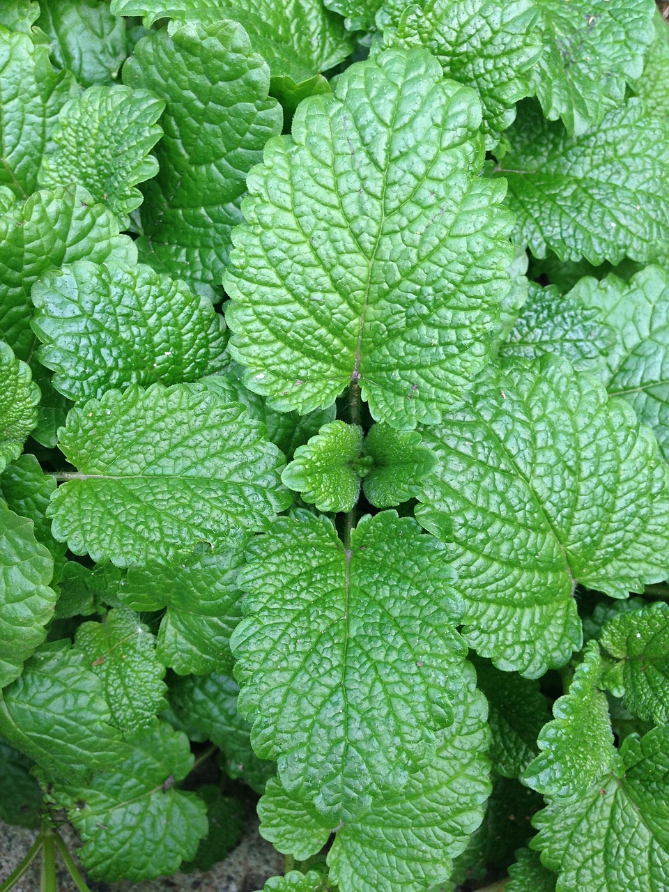 CHEIRO VERDE UN