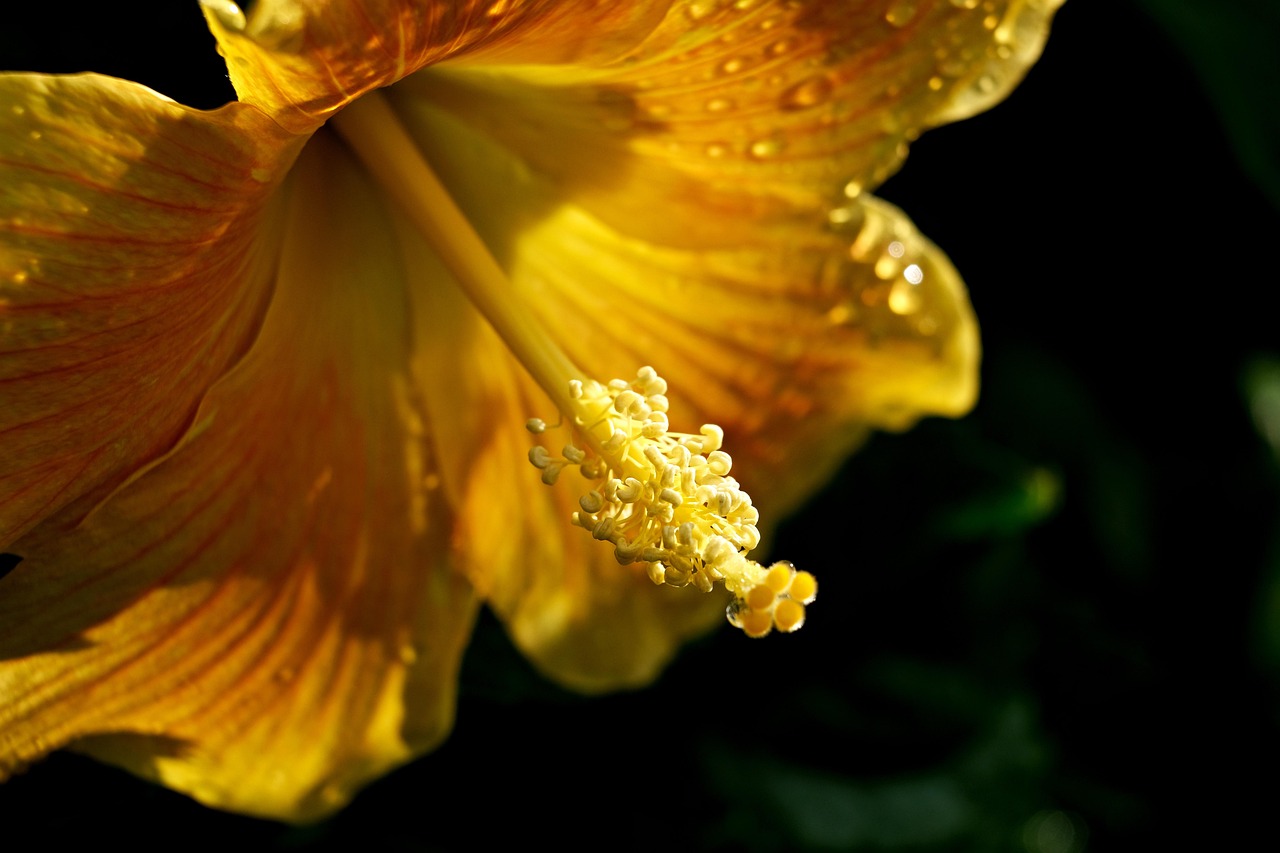 HIBISCO FLOR KG