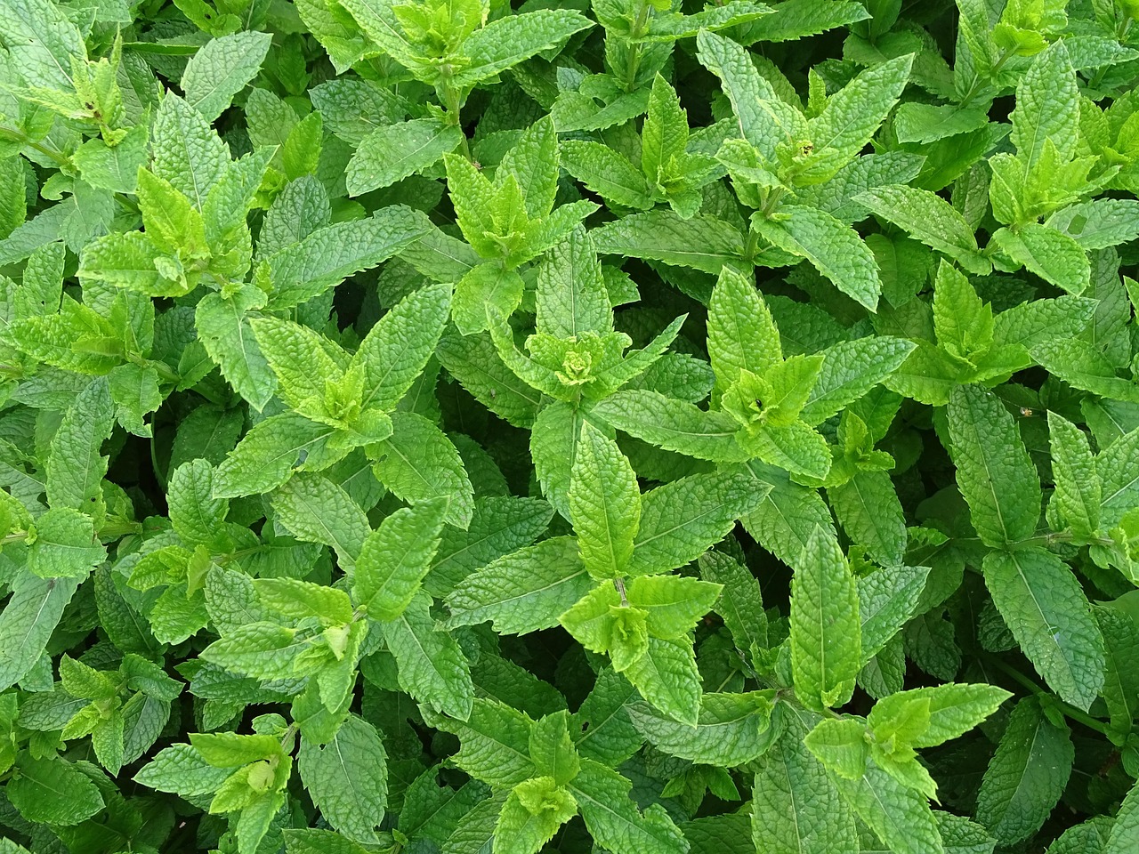 HORTELA KG