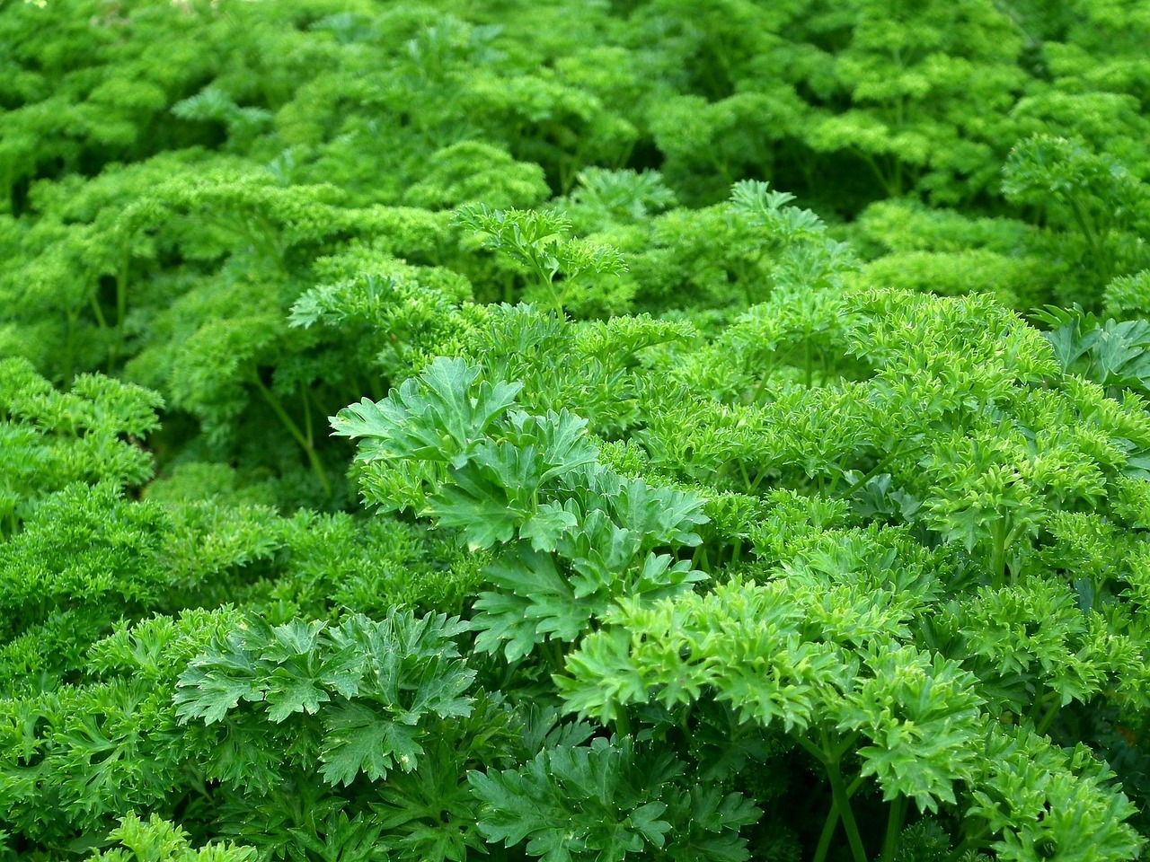 SALSA DESIDRATADA KG
