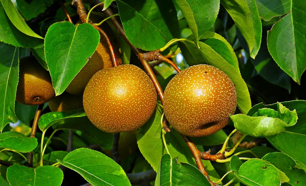 PERA ASIATICA KG