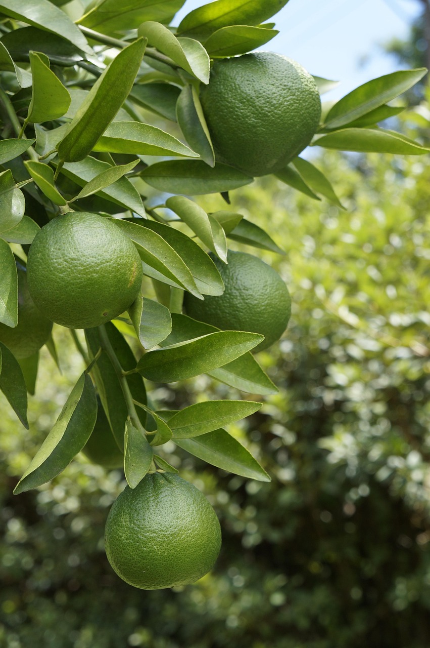 PANCETA SUI LEMON PEP SEARA KG