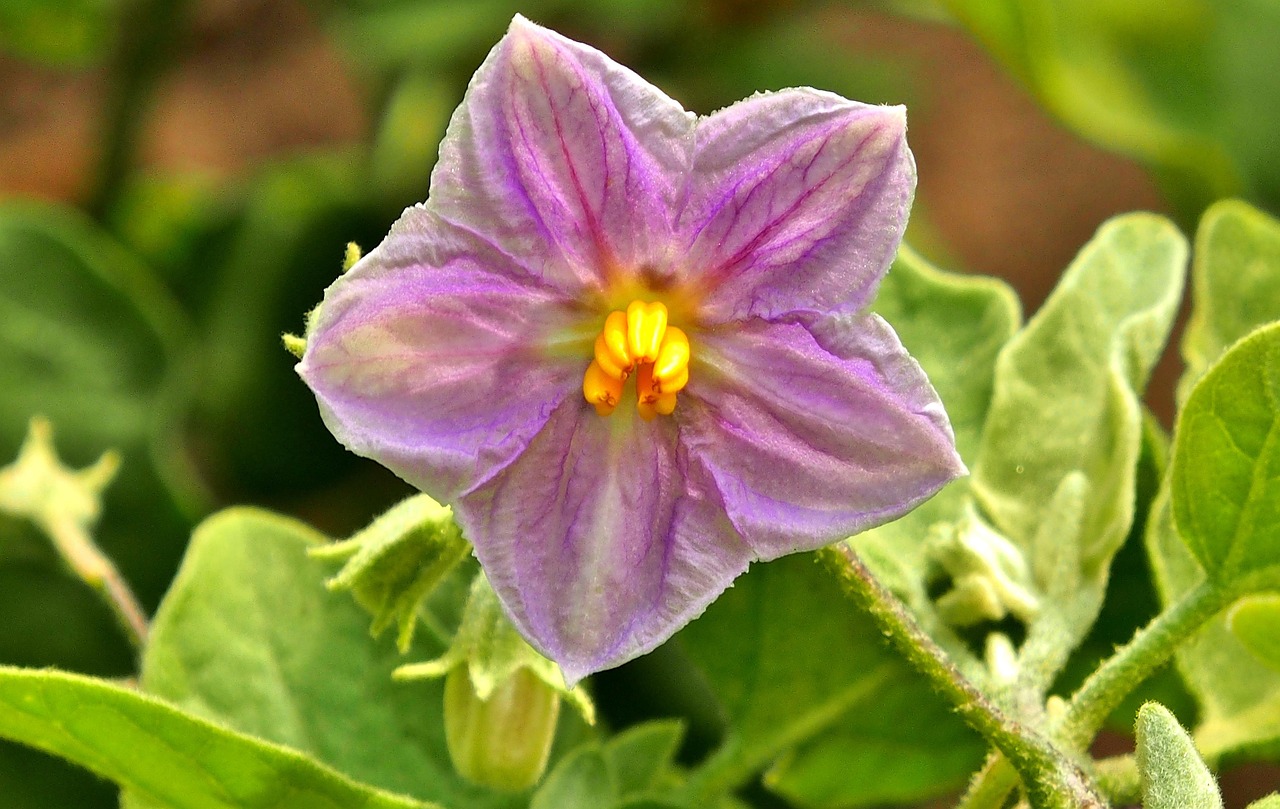 BERINJELA KG
