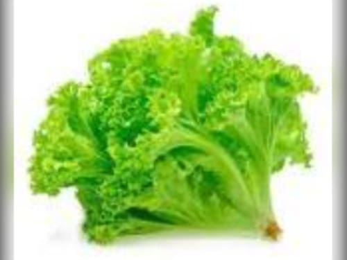 ALFACE CRESPA HIDROPONICA UN