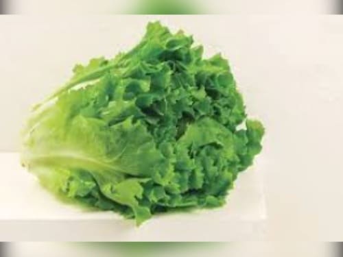 ESCAROLA UN